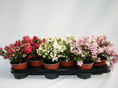 Gaultheria Mucronata P10,5