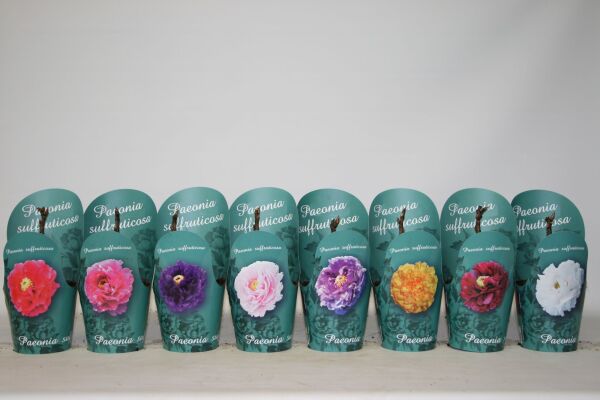 Paeonia Suffruticosa