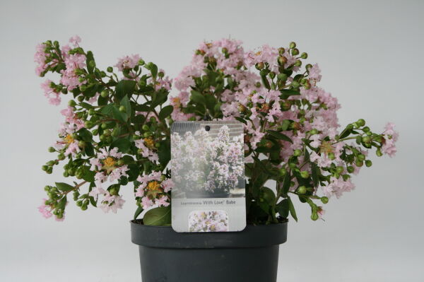 Lagerstroemia-Indica