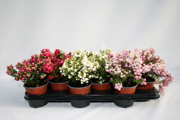 Gaultheria Mucronata P10,5