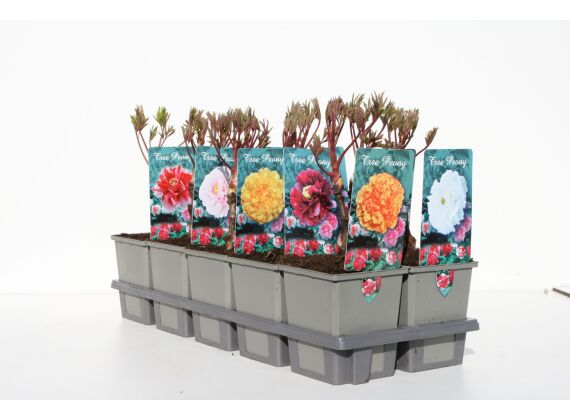 Paeonia Suffruticosa