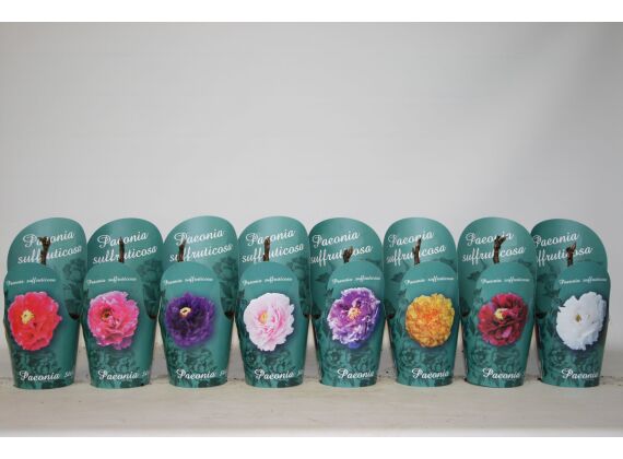 Paeonia Suffruticosa