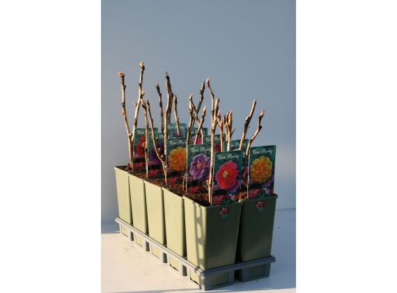 Paeonia Suffruticosa