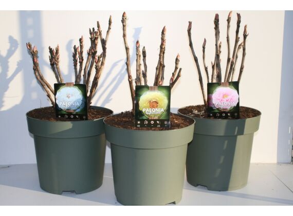 Paeonia Suffruticosa