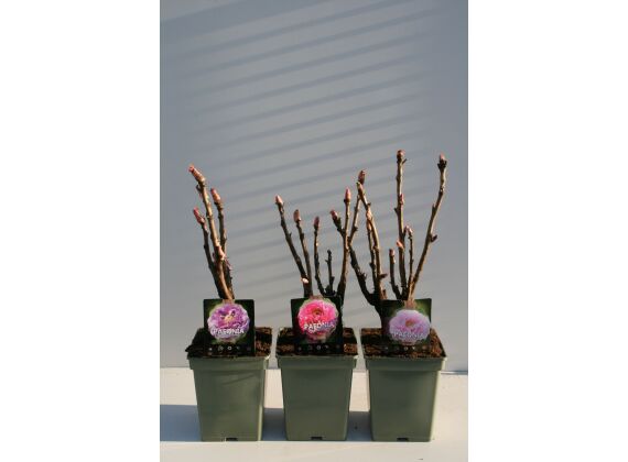 Paeonia Suffruticosa