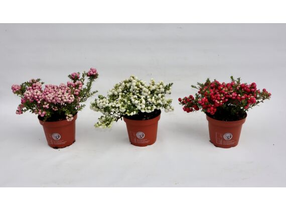 Gaultheria-Mucronata P14