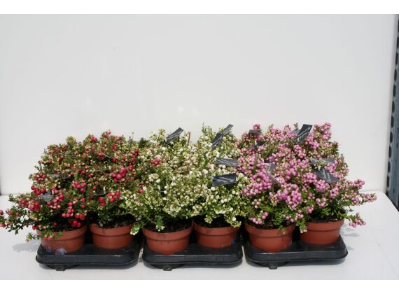 Gaultheria-Mucronata P14