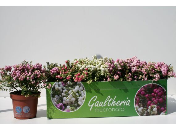 Gaultheria-Mucronata P14