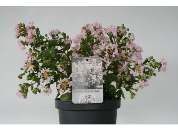 Lagerstroemia-Indica