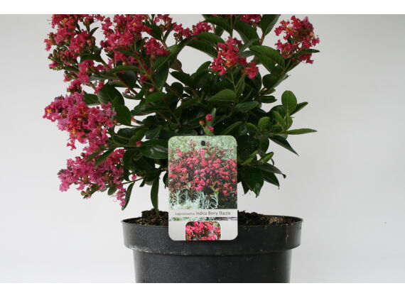 Lagerstroemia-Indica