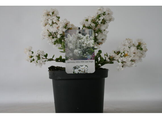 Lagerstroemia-Indica