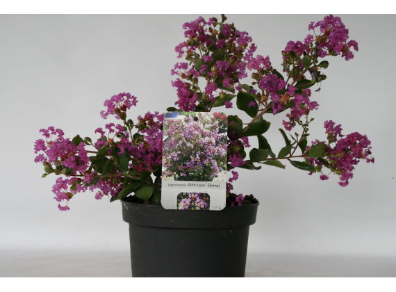 Lagerstroemia-Indica