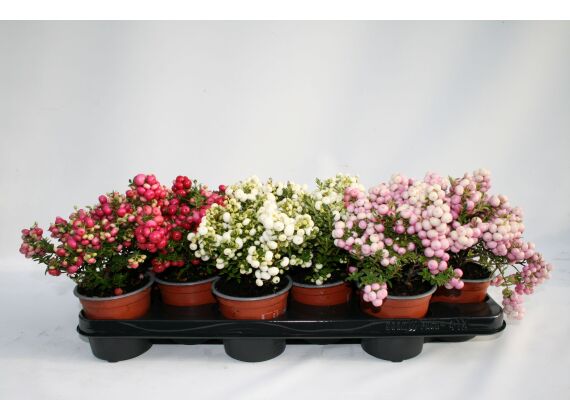 Gaultheria Mucronata P10,5