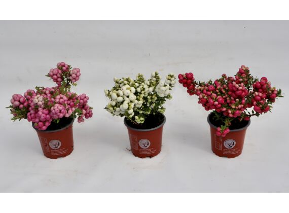 Gaultheria Mucronata P10,5