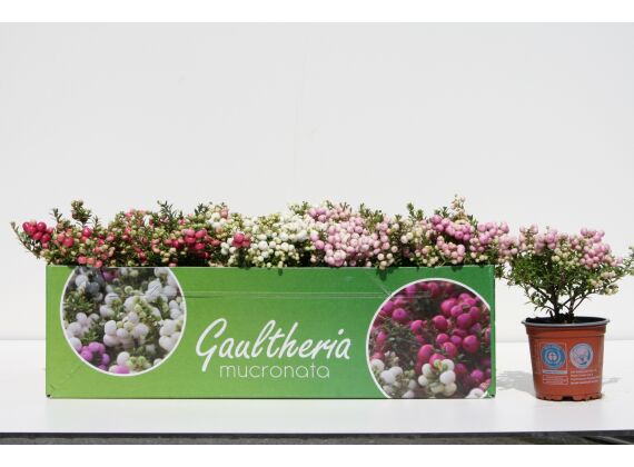 Gaultheria Mucronata P10,5
