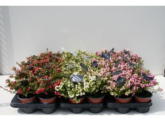 Gaultheria Mucronata P10,5