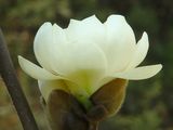 Magnolia