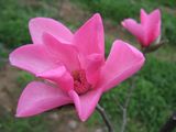 Magnolia