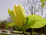 Magnolia
