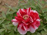 Paeonia suffruticosa