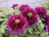 Paeonia suffruticosa