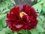 Paeonia suffruticosa