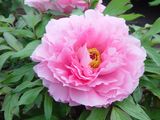 Paeonia suffruticosa
