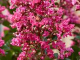 Lagerstroemia indica