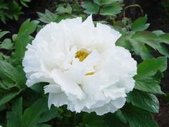 Paeonia suffruticosa