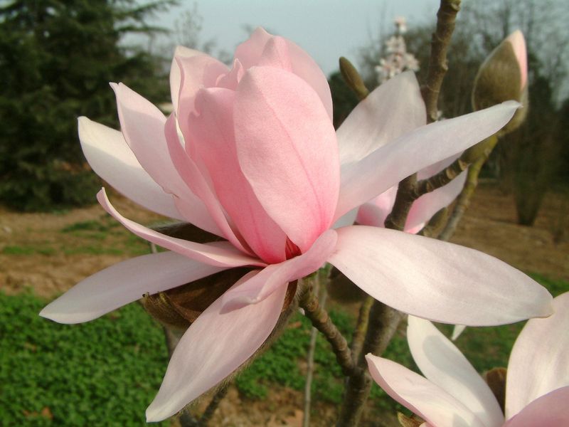 Magnolia
