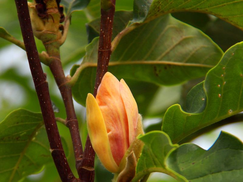 Magnolia