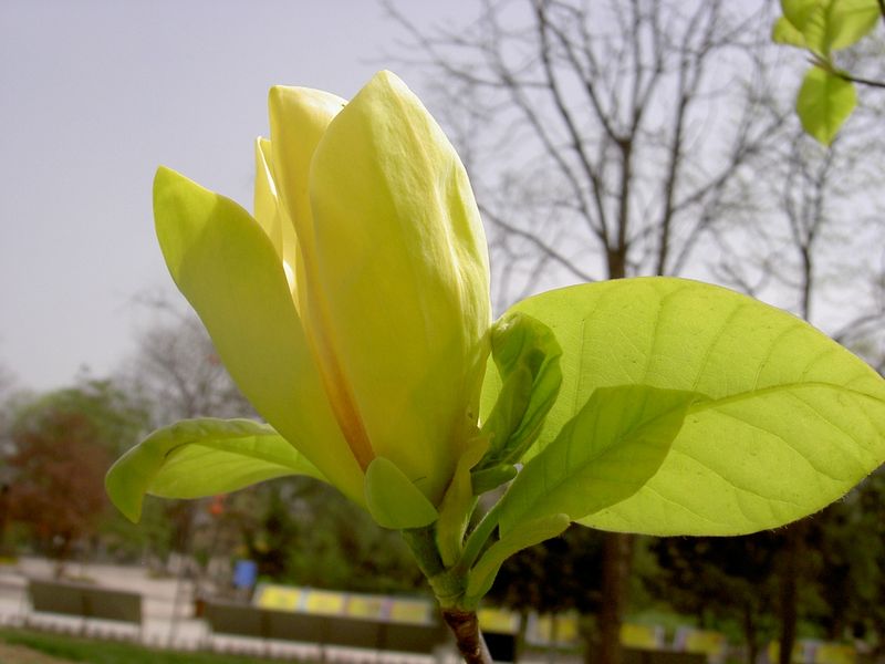Magnolia
