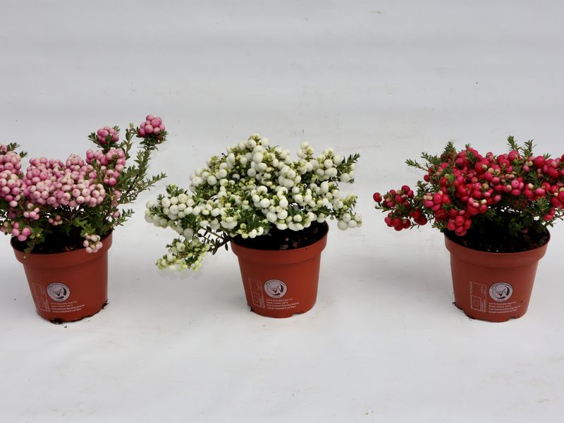 Gaultheria mucronata