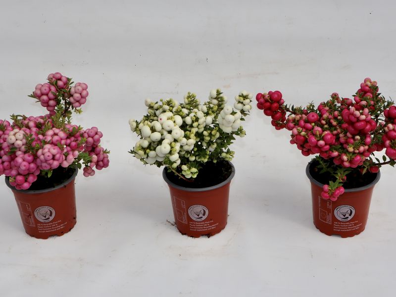 Gaultheria mucronata