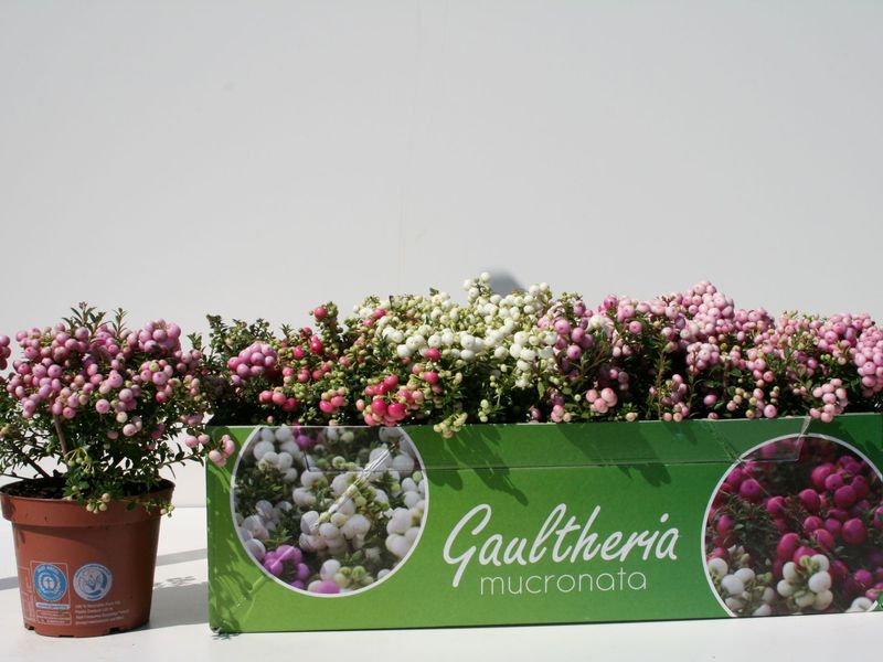 Gaultheria mucronata