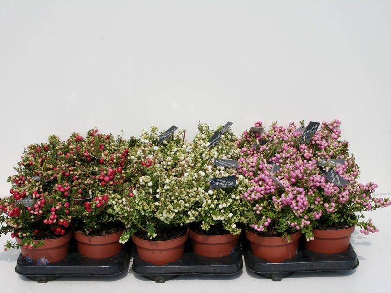 Gaultheria mucronata