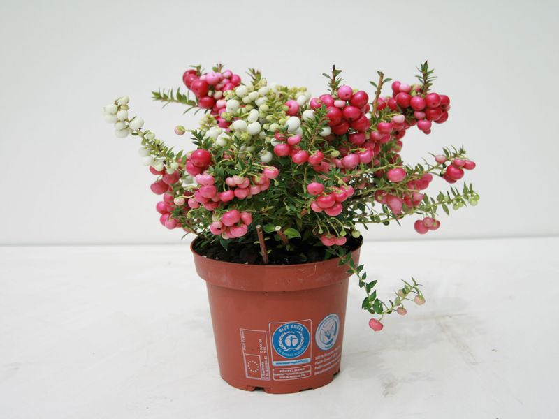 Gaultheria mucronata