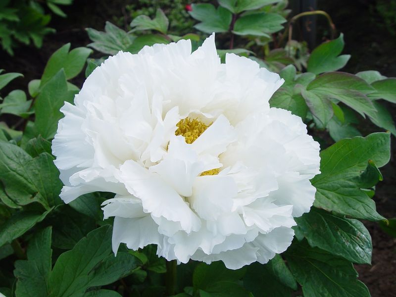Paeonia suffruticosa
