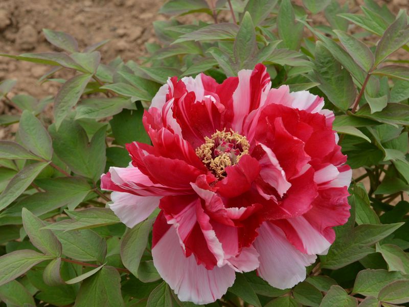 Paeonia suffruticosa