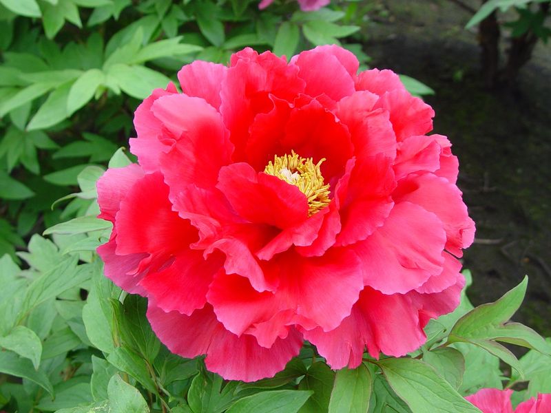 Paeonia suffruticosa