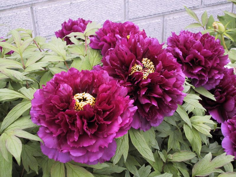 Paeonia suffruticosa