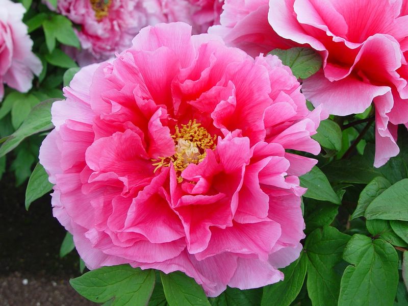 Paeonia suffruticosa