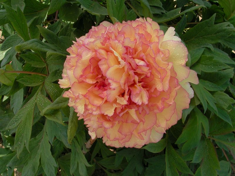 Paeonia suffruticosa