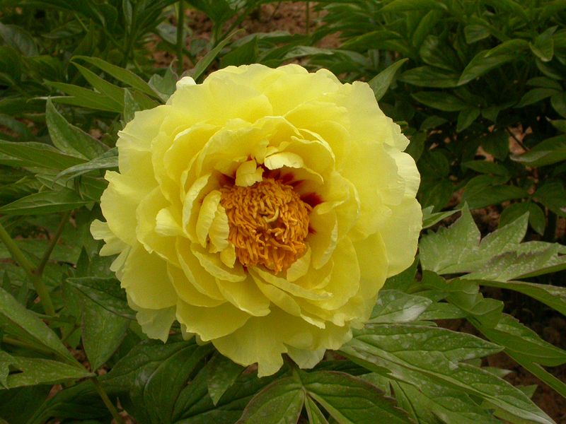 Paeonia suffruticosa