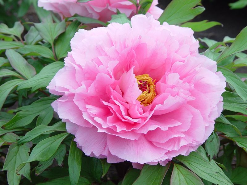 Paeonia suffruticosa