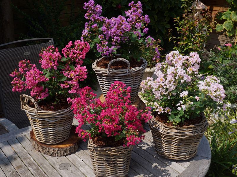 Lagerstroemia indica