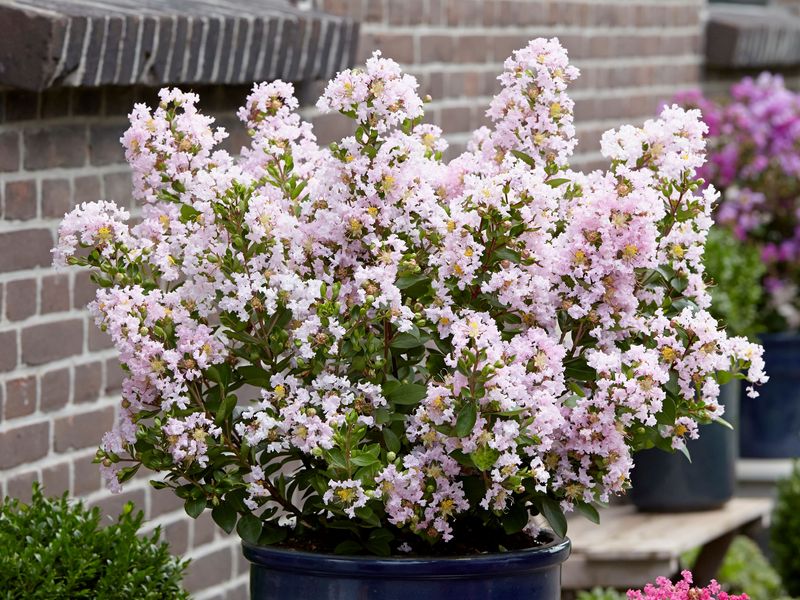 Lagerstroemia indica