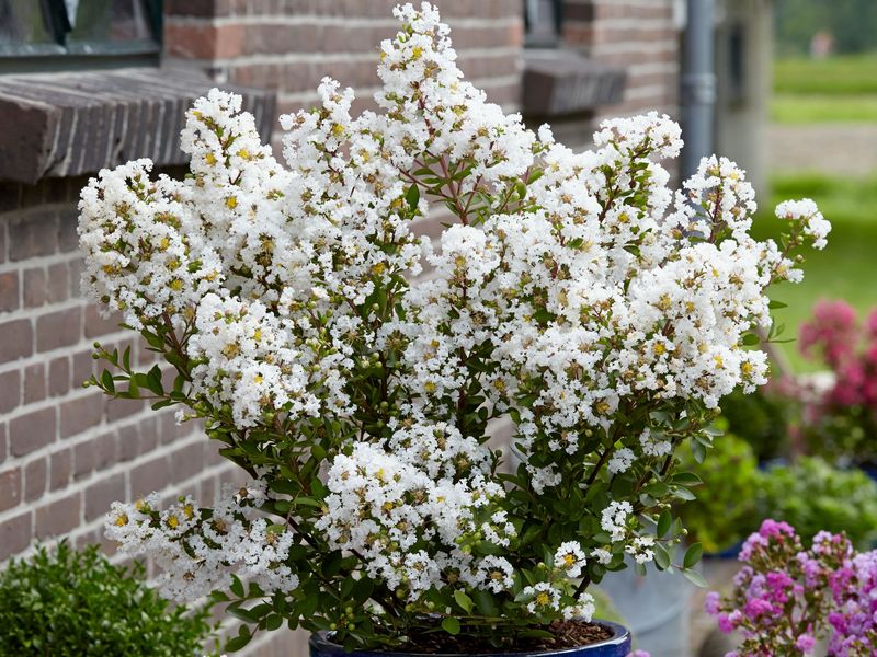 Lagerstroemia indica