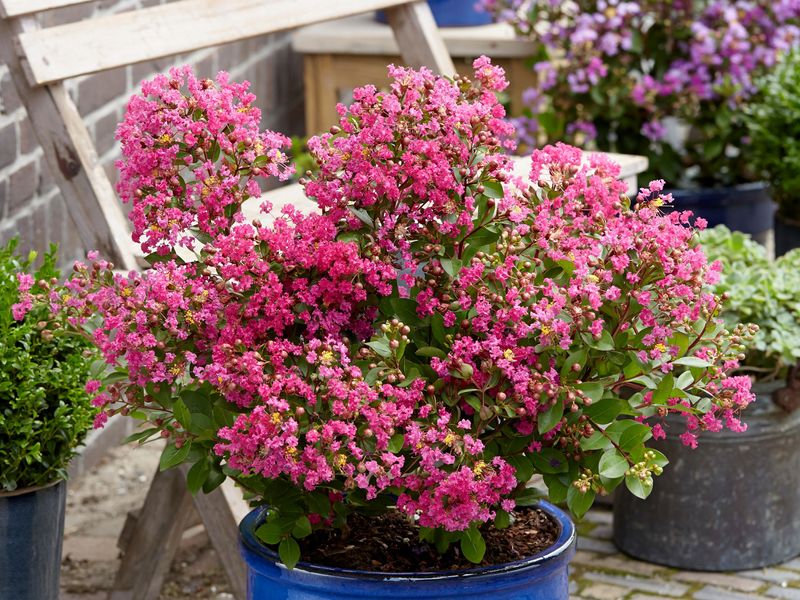 Lagerstroemia indica