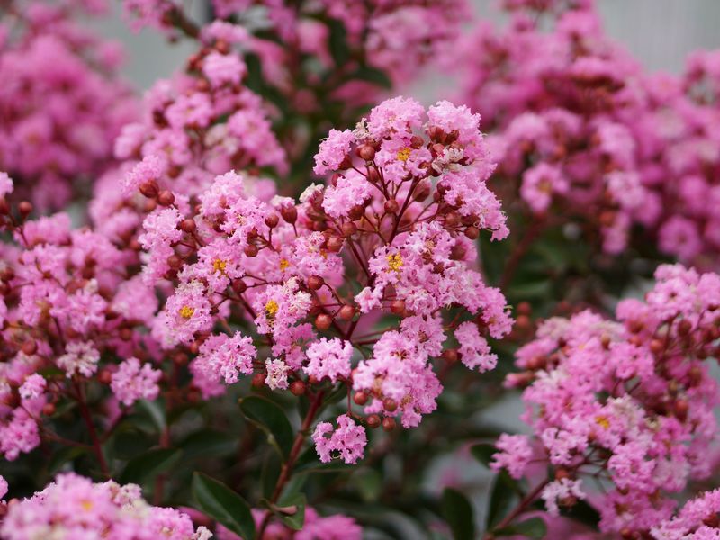 Lagerstroemia indica